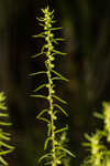 Piedmont marsh elder